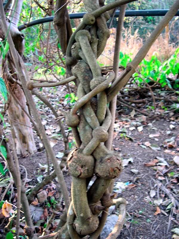 the Ayahuasca vine